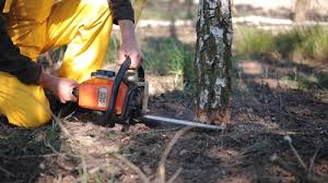 Best Arborist Consultation Services  in USA